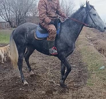 пекинес собака: Продаю | Кобыла (самка) | Английская | Для разведения, Конный спорт | Племенные — 4