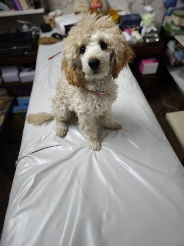 американский питбуль: Пудель, 4 месяца, Самка, С прививкой — 2