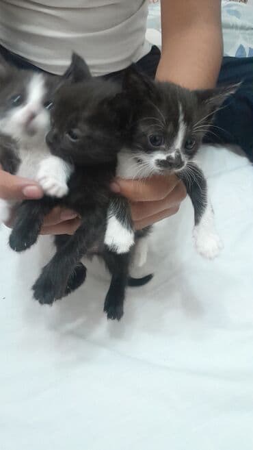 когтеточка для кошек на стену: 2 айлык, Эркек, Лотокко барууга үйрөтүлгөн — 1