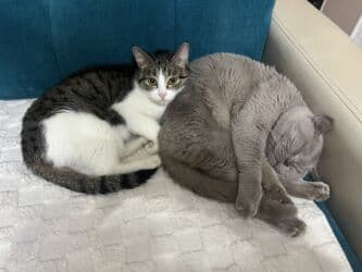 новорожденный котенок: 1 айлык, Эркек, Кара, Аргын, Лотокко барууга үйрөтүлгөн — 4