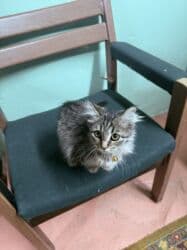 купить котенка сибирской породы: Кошка даром: Сибирская, 3 месяца, Девочка, Приучена к лотку, Проглистована — 2