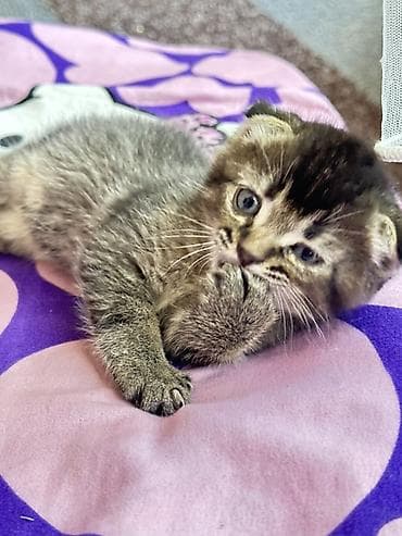 скот лошади: Котёнок с короткими загнутыми ушками, тигровый табби-окрас. Большие — 3