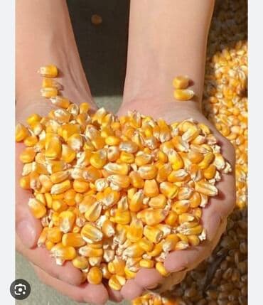 домик для кур: Куплю кукурузы жугору алам чон коломдо оптом. Забираем сами — 2