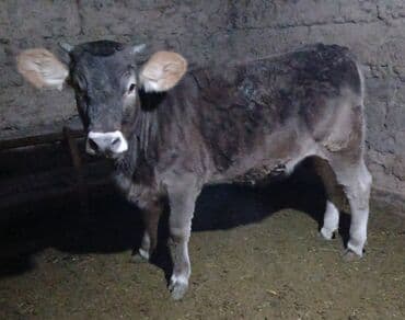 сх животные и товары: Продаю | Тёлка | Швицкая | Для разведения | Искусственник — 1