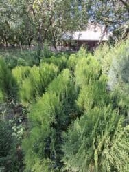 садовые инструменты: Саженцы деревьев: Туи, Бесплатная доставка — 6