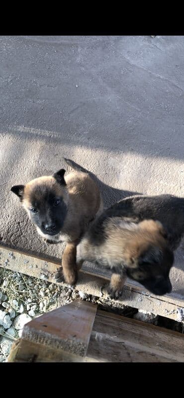 отдам в добрые руки котенка: Бельгийская овчарка, 1 месяц, Самец — 4