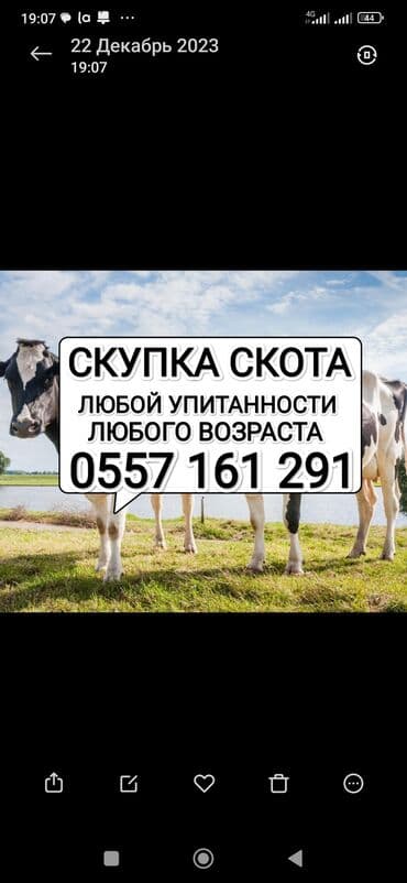 Куплю | Коровы, быки, Лошади, кони, Другие с/х животные | Круглосуточно, Любое состояние, Забитый