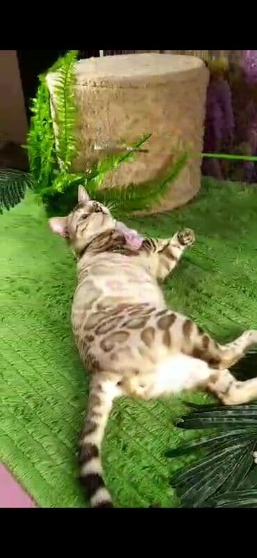 рэгдолл цена бишкек: Бенгал, 2 жаш, Эркек, Ак, Бычылган, Лотокко барууга үйрөтүлгөн, Курттардан тазаланган — 24