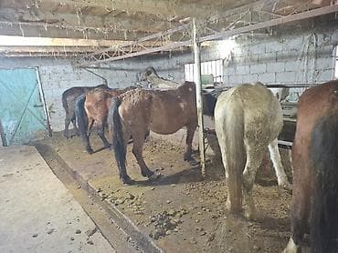 Другие животные: Продаю | Кобыла (самка) | Полукровка | Рабочий — 2