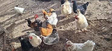 несушки кур: Продаю | Куры | Для разведения — 10