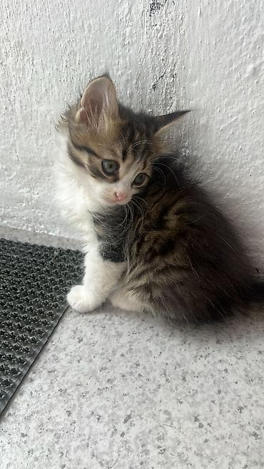 Котята домашние, из одного помёта. - Возраст: примерно 2–3 месяца - — 5