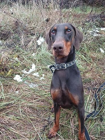 Продажа собак: Собака даром: Доберман, 1 год, Самка, С прививкой — 4