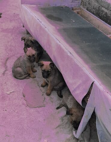 кавказ собака: Продаю щенков овчарки. Мама бельгийская овчарка, папа немец. 1.5 — 6