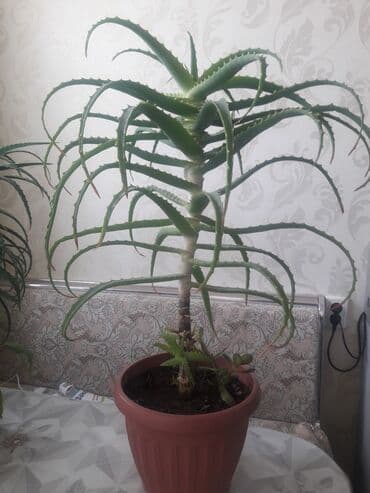 купить аквариум для рыбок недорого: Продаю алоэ разного возраста 1,5-2-3-5-7 лет . г.Каракол. Цена от — 3