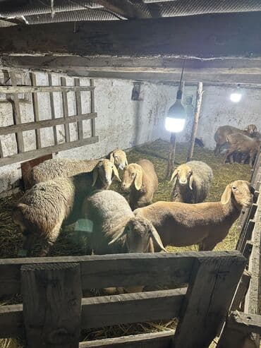 кролик декоративный: Продаю | Овца (самка), Ягненок | Арашан — 2