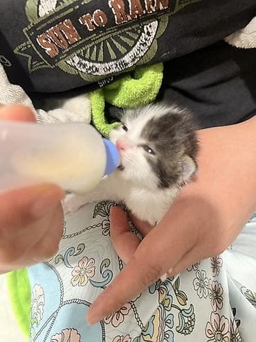 Ищем котятам дом и любящих хозяев Достали из крыше остались без at lalafo.kg Ищем котятам дом и любящих хозяев Достали из крыше остались без