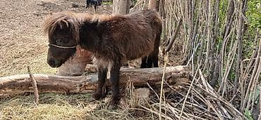 эркек ит: Сатам | Жылкы (эркек) | Жумушка — 2