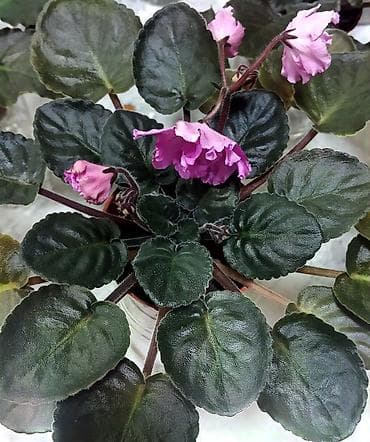 ленинградская: Продаю взрослые фиалки 🌺🌺🌺. Нахожусь в районе Тоголок Молдо- Баялинова — 7