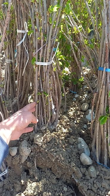 готовые пучки: Предлагаются к продаже пучки саженцев растений. Саженцы представлены в — 5