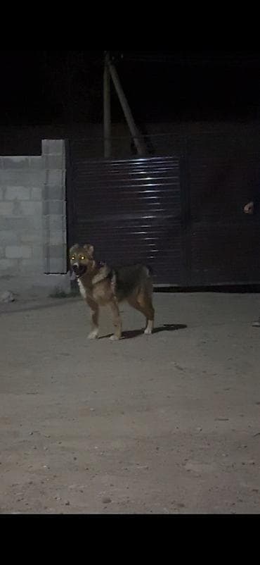 Үй жаныбарлары: Алабай, 3 айлык, Ургаачы, Эмделген — 3