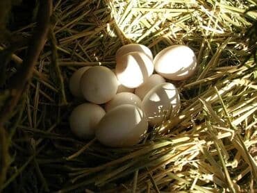 куры домашние: Продаю | Куры, Петух — 7