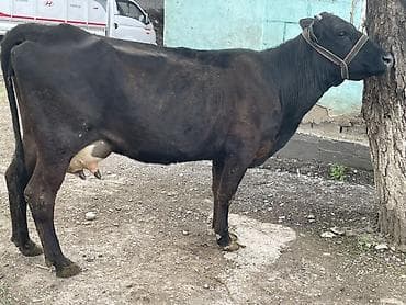 маточное молоко: Продаю | Корова (самка) | Абердин-ангус | Для молока | Привязанные — 7