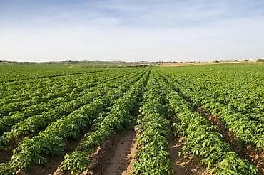 нета с: Свежая фермерская клубника оптом - Сезонная ягода, выращенная на — 3