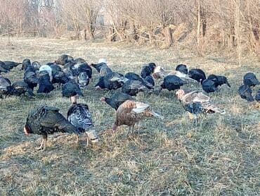 овчарка продажа: Продаю | Индюк (самец) | Черный принц | Для разведения | Племенные — 1