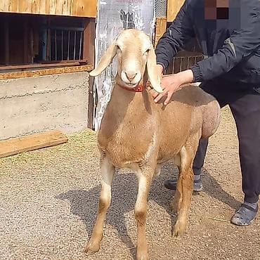 баран овцы: Продаю | Баран (самец) | Арашан | Для разведения | Осеменитель — 2