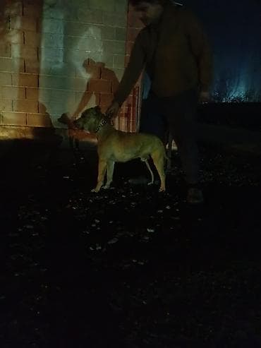 Кобель Пит буль эрр 1.4 at lalafo.kg Кобель Пит буль эрр 1.4