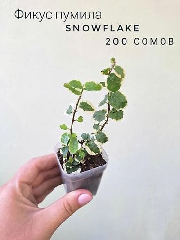 фитолампа: 💚 Комнатные растения от 100 сомов (детки/укоренённые растения) — 3