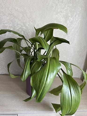 Канцтовары: Продается цветок — 1