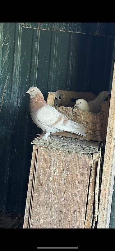 Услуги ветеринара: Такла 2 голубки 3 фото родители — 3