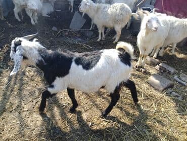 домашние птицы: Продаю | Козёл (самец) | Битал, Зааненская | Для разведения — 9