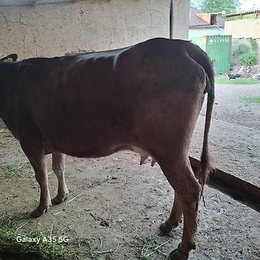 утята муларды купить: Продаю | Корова (самка) | Для молока — 10