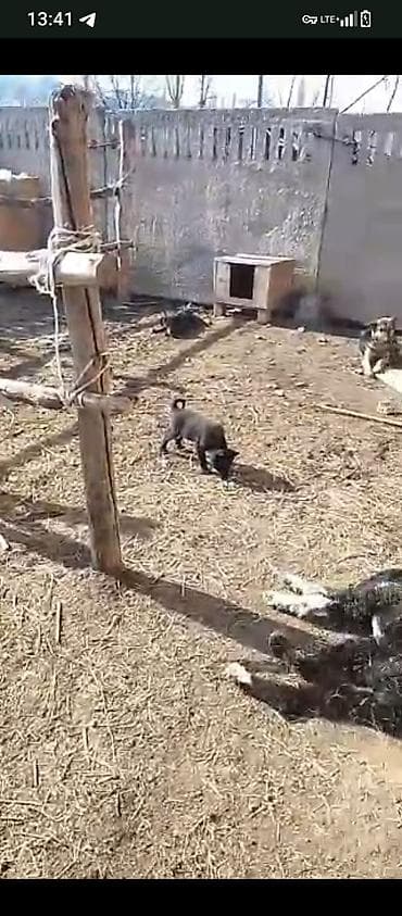 Лайка, 2 месяца, Самка, С прививкой