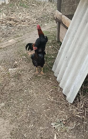 птица: Продаю | Куры | Бойцовая | Для разведения — 2