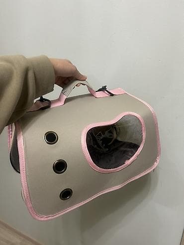 ласки: Скотиш Страйт (Шотландская прямоухая), 7 месяцев, Девочка, Серый, Приучена к лотку — 5