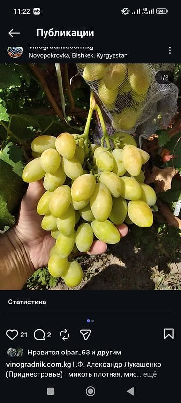 рассады малины: Продаю черенки винограда для укоренения или прививки. Столовые — 7