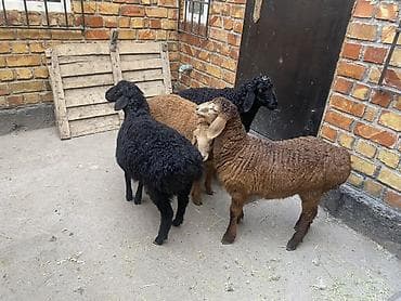 дакан корз: Продаю | Ягненок | На забой — 1