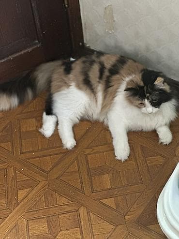 german shepherd: Кошки возрастт год. Стерилизованы и привиты приучены у лотку — 2