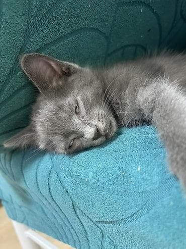 Кошки: Порода/тип: домашние короткошерстные, окрас — серый (однотонный и — 4