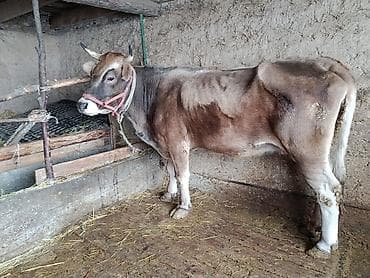 куплю дойную карову: Продаю | Корова (самка) | Швицкая | Для разведения | Племенные — 1