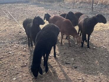 Грызуны: Продаю | Овца (самка), Ягненок | Для разведения | Племенные — 1