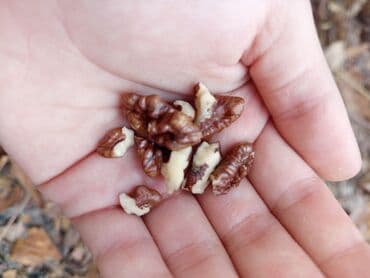 цена грецкого ореха: Грецкий орех в скорлупе 150 сом килограмм - Натуральные ядра: на фото — 2