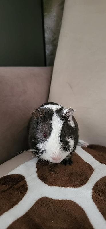 Морская свинка, окрас черно-белый (пегий). Короткая гладкая шерсть