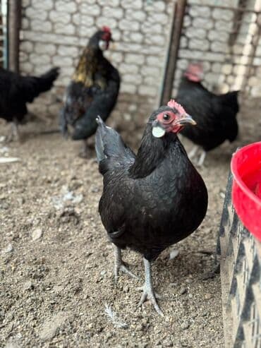 дом для куриц: Продаю | Куры, Петух | Для разведения — 10