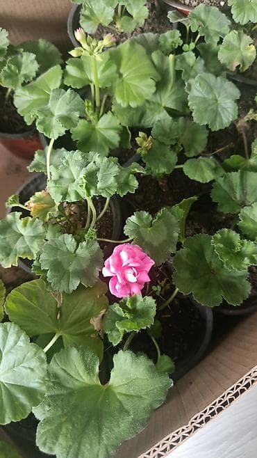 51 роза: Пеларгонии (герани) редких сортов в горшках. Яркие махровые соцветия — 3