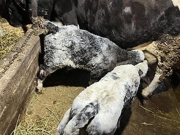 купить ягнята: Продаю | Ягненок | Для разведения — 2