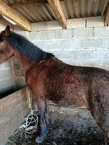 лошит: Продаю | Конь (самец) | Рабочий — 3